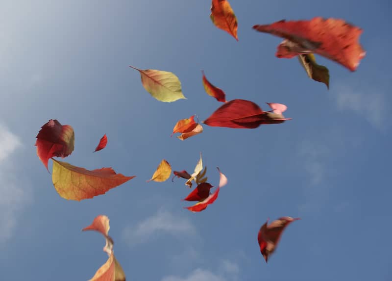 Photo of autumn red leaves floating in the sky. The sky behind is clear blue showing how naturally the answers come to the surface with PSYCH-K