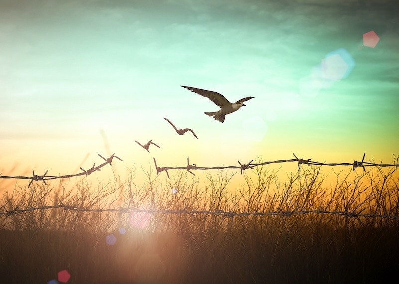Image of some barbed wire with tall grass behind. The top line of wire is proken and where the break is the wire changes into a bird flying free. The sky is orange and green with sunlight shining. This represent the power to create lasting change.