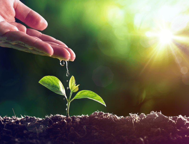 The background is out of focus it looks like the sun is shining and there are trees of a hedge. In the foregound is some soil with a lone seedling sprouting up a hand is top left in the image the fingers tilted down towards the seedling with water drops gently flowing down to water the young plant. This is to represent how working with Lorna and Rachael can help to feed new healthy growth for you.